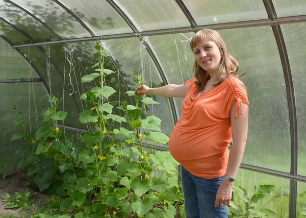 The pregnant woman shows on cucumber plants in the greenhouse — Stock Photo, Image