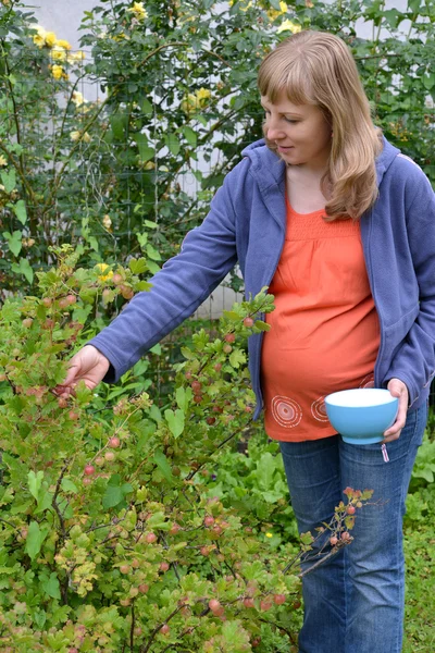 The pregnant woman collects a gooseberry — Stock Photo, Image