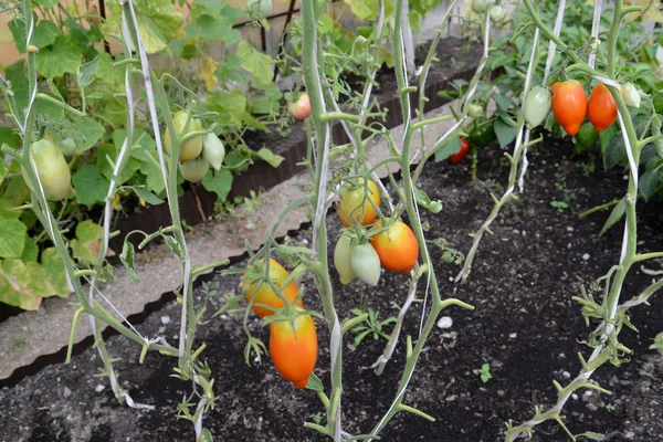 The tomatoes growing in the greenhouse — Stock Photo, Image