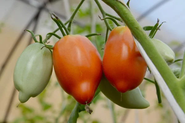 Ramo com tomates na estufa — Fotografia de Stock