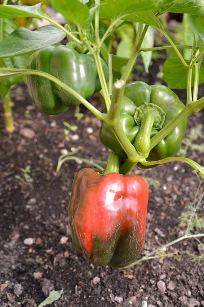 Sweet pepper of a grade "Californian miracle" grows on a bed — Stock Photo, Image