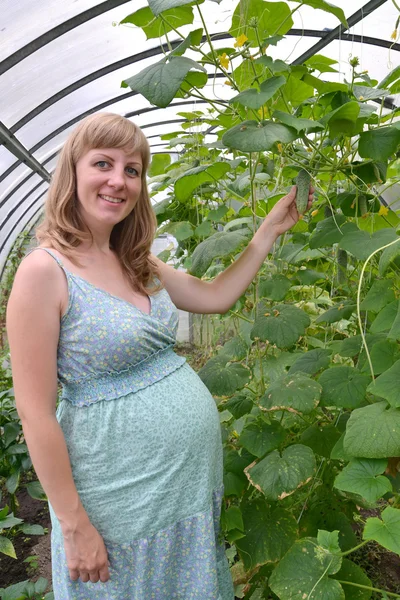 A mulher grávida quebra um pepino na estufa — Fotografia de Stock