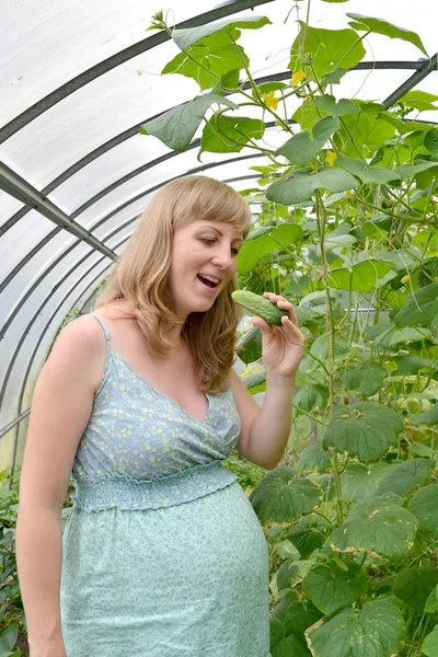 The young pregnant woman eats a fresh cucumber in the greenhouse — Stock Photo, Image