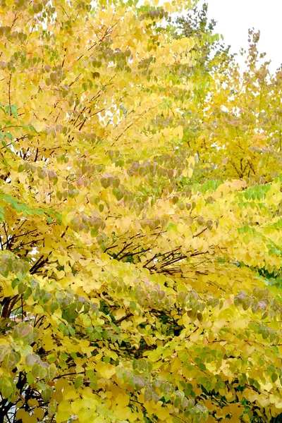 日本人の真紅の黄色の葉を持つ冠の断片 Cercidifilum Japonicum Siebold Zucc — ストック写真