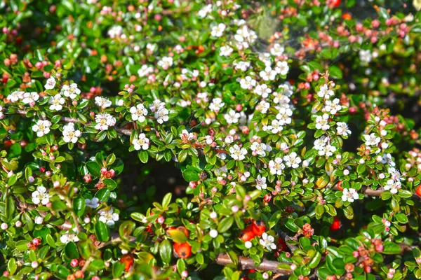 Blooming Cotoneaster Dammer Cotoneaster Dammeri Schneid — Stockfoto