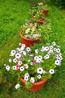 Çiçek açan bitkiler yazlık evlerinde saksıda.