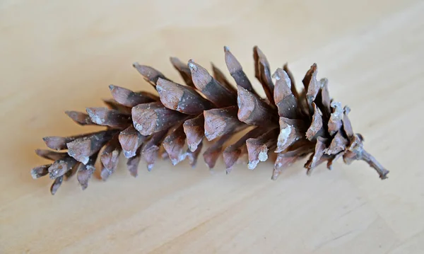Weymouth Pine Cone Pinus Strobus Light Background — Stock Photo, Image