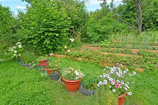 Vaser Med Blommande Växter Finns Vid Deras Sommarstuga — Stockfoto