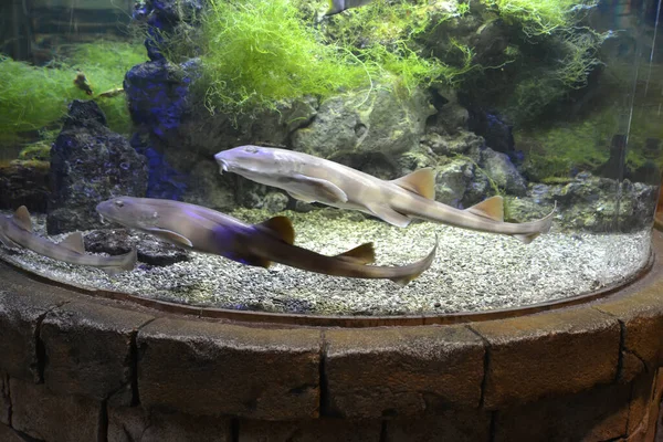 Akvaryumda Yüzen Kahverengi Çizgili Kedi Köpekbalıkları — Stok fotoğraf