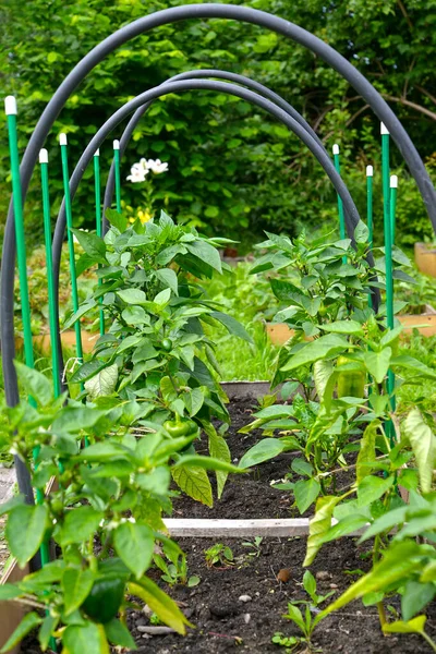 Growing Sweet Pepper Open Greenhouse — Stock Photo, Image