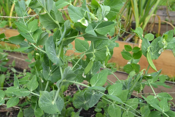 Bezelye (Pisum sativum L.). Genç meyveler ve çiçekler