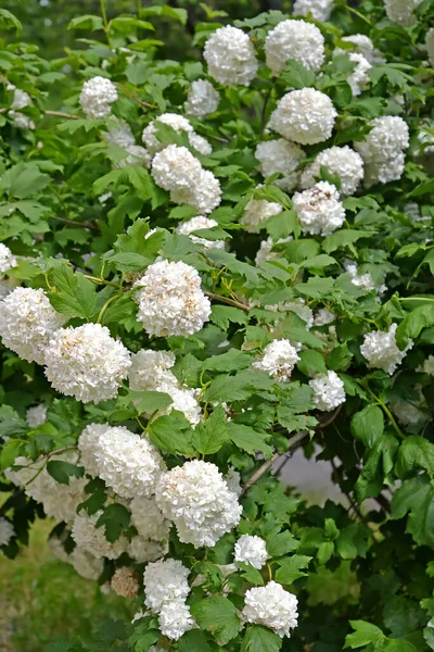 Floração Variedades Viburnum Buldenezh Globo Neve Viburnum — Fotografia de Stock