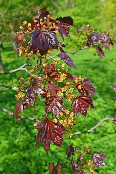 Blätter Und Blüten Des Stacheligen Ahorns Sorte Crimson King Acer — Stockfoto