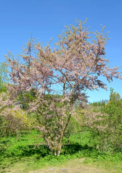 Blühende Kirsche Kleingesägt Fukubana Prunus Serrulata Lindl Allgemeines Erscheinungsbild Der — Stockfoto