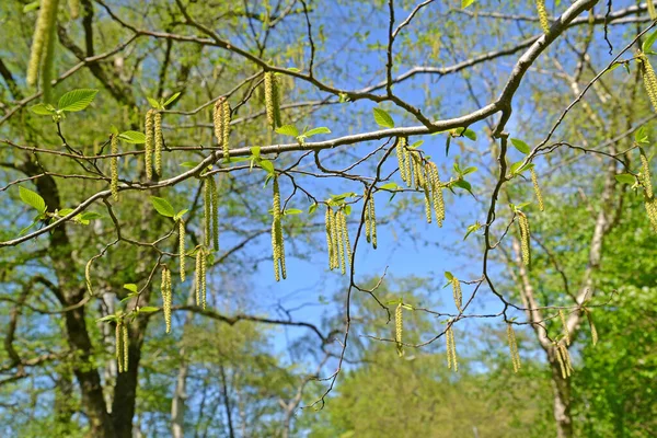 Salto Común Ostrya Carpinifolia Scop Pendientes Masculinos Contra Cielo — Foto de Stock