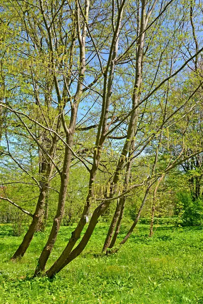 Plantation Houblon Commun Ostrya Carpinifolia Scop Spring Park — Photo