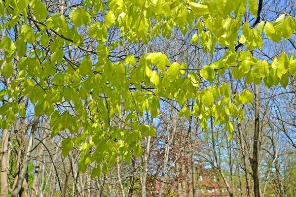 Ramos Com Folhas Jovens Faia Florestal Fagus Sylvatica Primavera — Fotografia de Stock