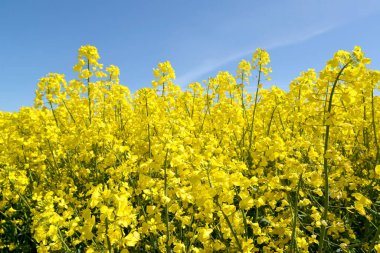 Mavi gökyüzünün arka planında sarı ırz tohumları