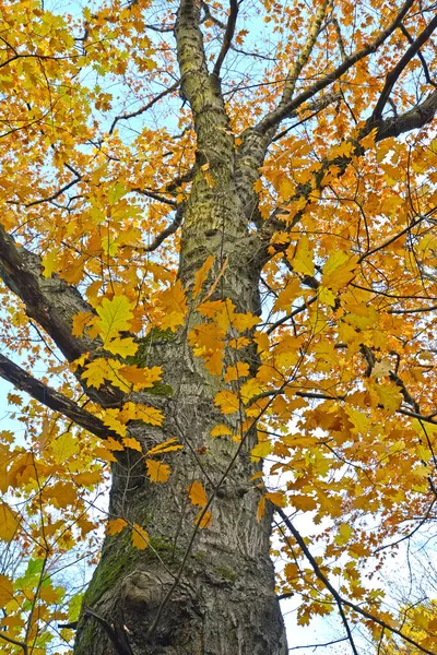 秋にはオークレッド Quercus Rubra 空に対する幹と冠の断片 — ストック写真