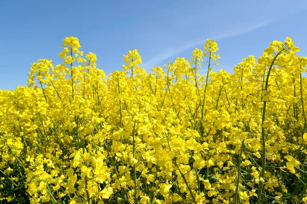 Gelbe Rapsblüten Vor Blauem Himmel — Stockfoto