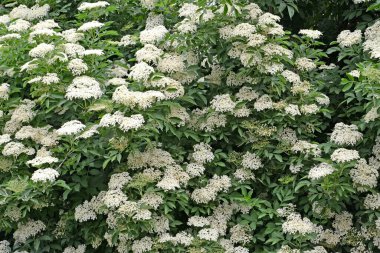 Çiçekli siyah yaşlı (Sambucus nigra L.)