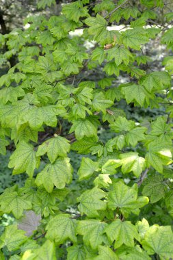 Pseudosibold akçaağaç (Acer pseudosieboldianum (Pax). Kom.) Bir yaz günü ayrılır