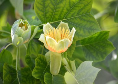 Lale liodendronunun iki çiçeği (lale ağacı) (Liriodendron tulipifera L).)