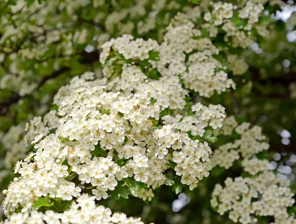 Abundant Flowering Hawthorn Single Penned Crataegus Monogyna Jacq — Stock Photo, Image