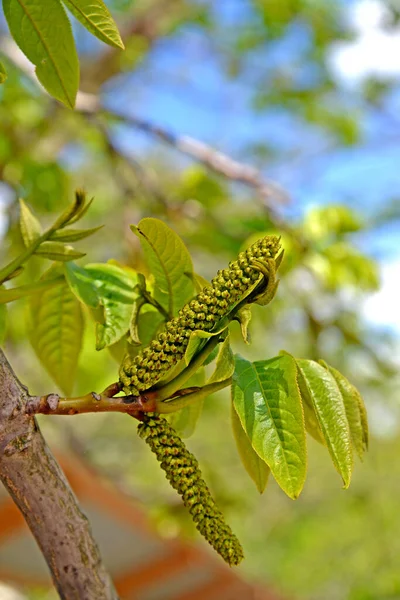Lapina耳环灰 Pterocarya Fraxinifolia — 图库照片