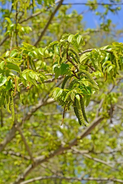 Flowering Lapina Ash Pterocarya Fraxinifolia — Stock Photo, Image