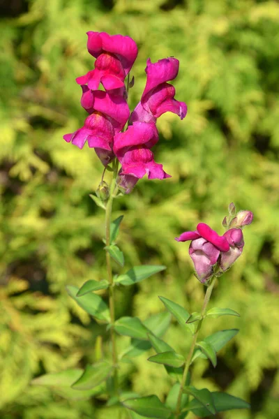 Blommande Lejongäss Antinoshörning Sommaren — Stockfoto