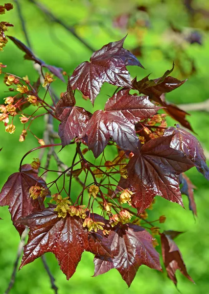 Bloeiende Noorse Esdoorn Cultivar Crimson King Acer Platanoides — Stockfoto