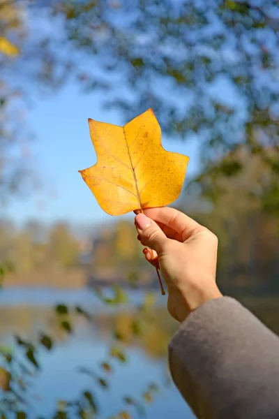 Naisvarsi Pitää Tulppaanin Liriodendron Tulipifera Syyslehteä Järven Pohjalla — kuvapankkivalokuva