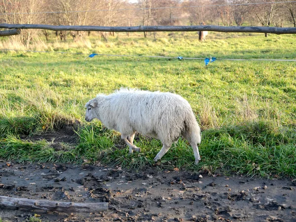 Biała Owca Przechodzi Przez Pastwisko — Zdjęcie stockowe