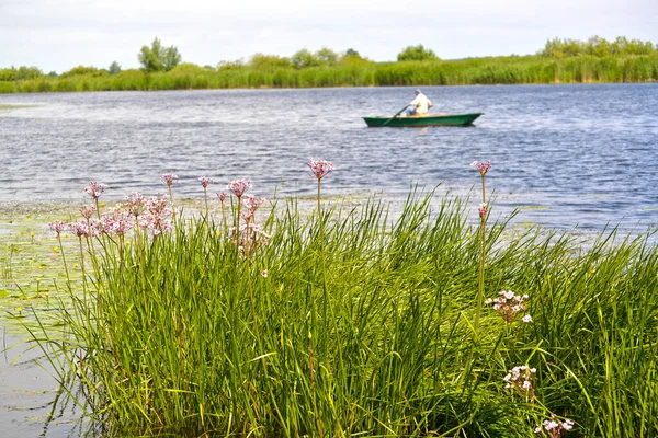 Deima Nehri Nin Kıyısındaki Bitkileri Polessk Kaliningrad Bölgesi — Stok fotoğraf