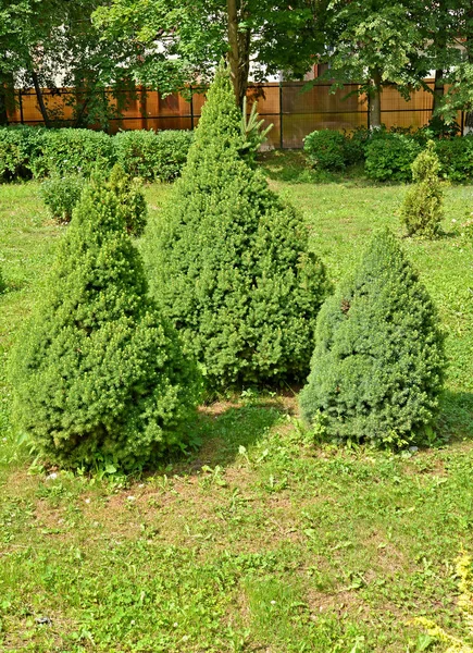 Koniska Granar Växer Parken Grupplandning — Stockfoto