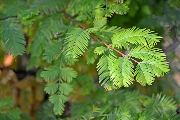 Metasequoia Glyptostroboides Cheng Zweig Stockbild