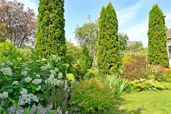 Plantas Ornamentales Diseño Del Paisaje Una Parcela Jardín — Foto de Stock