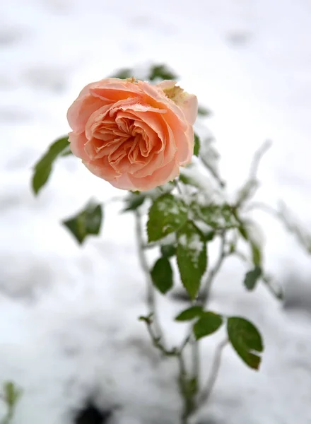 Fioritura Rosa Nel Giardino Inverno Primo Piano — Foto Stock