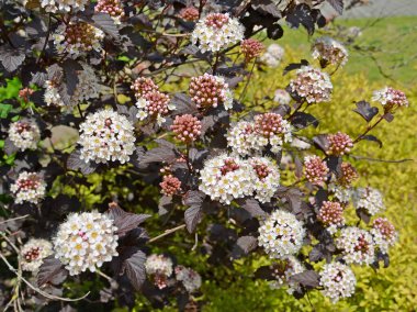Çiçekli kabarcık yaprağı (Physocarpus opulifolius), Diabolo veya Purpureus çeşitleri