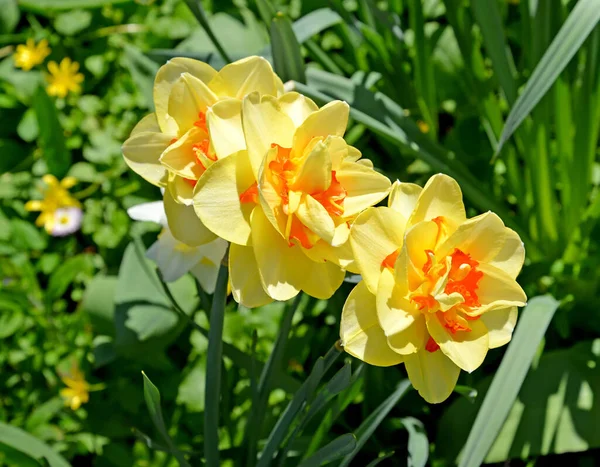 Çiçekli Terry Narsist Tahiti Çeşidi Narcissus Tahiti — Stok fotoğraf