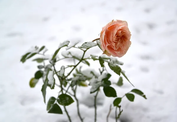 冬のバラが咲く — ストック写真
