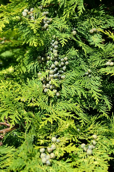 Lawson Cypress Green Cones Chamaecyparis Lawsoniana Murray Bis Parl — Stock Photo, Image