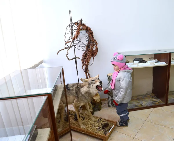 Região Kalininingrada Rússia Uma Menina Olha Para Lobo Empalhado Num — Fotografia de Stock