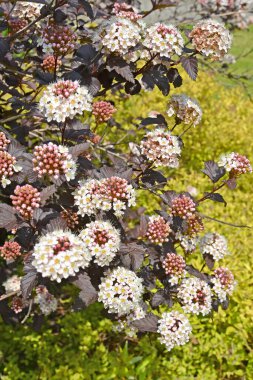 Mutfak köpüğünün (Physocarpus opulifolius), Diabolo veya Purpureus çeşitliliğinin enfloresans ve yaprakları
