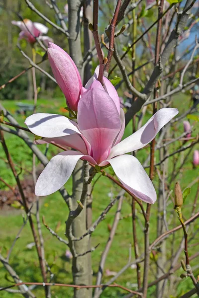 Blühende Magnolien Hybride Susan Magnolia Hybrida Susan Aus Nächster Nähe — Stockfoto