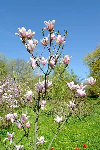 Floração Árvore Magnolia Hybrida Susan — Fotografia de Stock