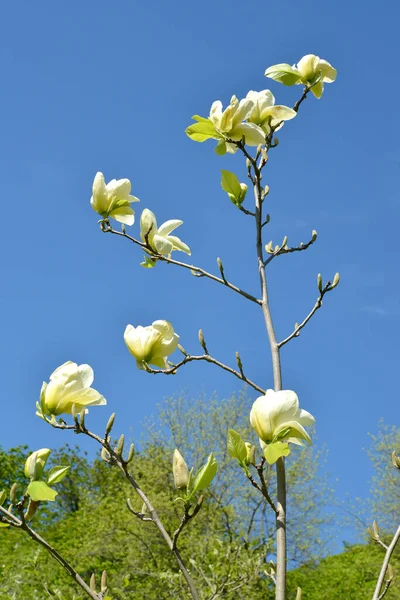 Blanke Magnolienblüte Sorte Yellow River Magnolia Denudata Desr Hintergrund Des — Stockfoto