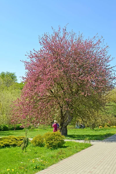 Manzano Floreciente Nedzvetsky Parque Primavera — Foto de Stock