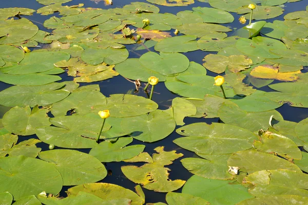 Goblet Yellow Nuphar Lutea Leaves Surface Water — Stock Photo, Image